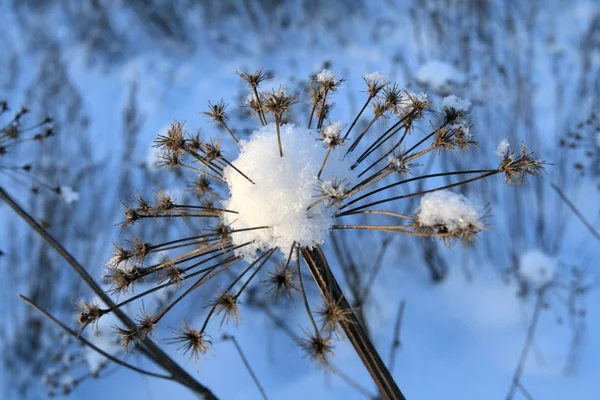 Fleur et neige — Photo