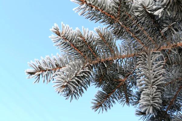 The pine spruce — Stock Photo, Image