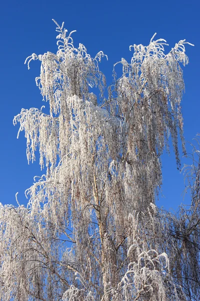 在冬天桦木 — 图库照片