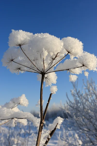 Die schneebedeckte Pflanze — Stockfoto