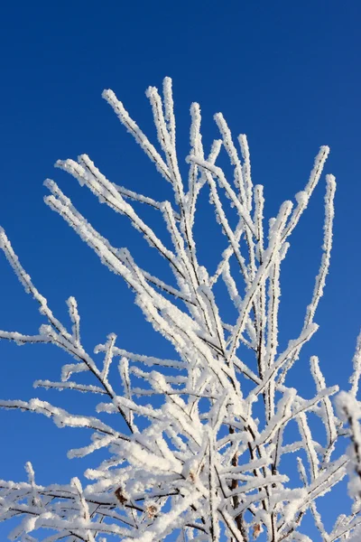 The snow branch of plant — Stock Photo, Image
