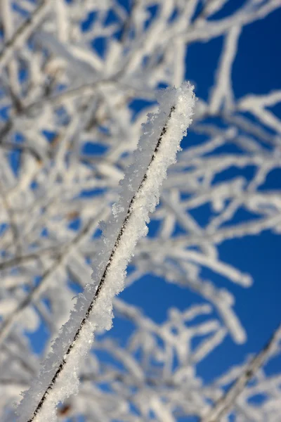 Frost plant — Stock Photo, Image