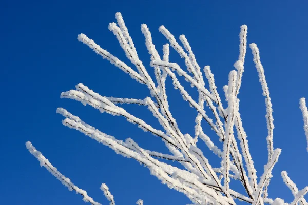 A árvore de neve — Fotografia de Stock