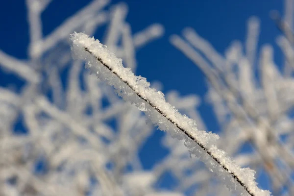 The frost plant — Stock Photo, Image