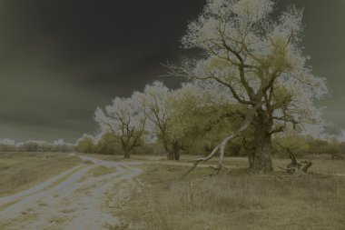 kırık dal ile eski ağacı. Sanat süreci