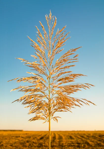 Reed against the sky — Stock Photo, Image