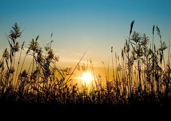 Reed mot solnedgången — Stockfoto