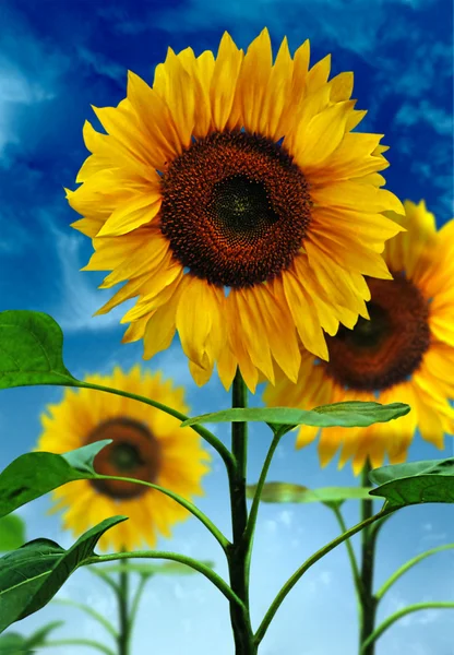 Sunflowers on a background of the sky — Stock Photo, Image