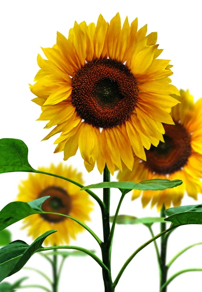 Slunečnice, izolovaných na bílém pozadí — Stock fotografie