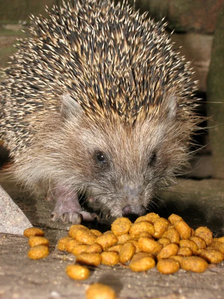 stock image Hedgehog