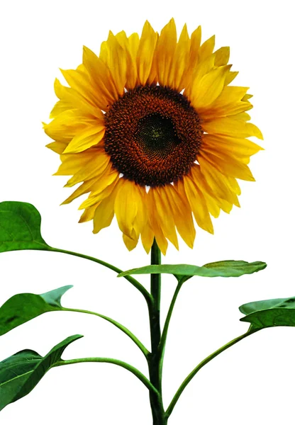 Sonnenblumen, isoliert auf weißem Hintergrund — Stockfoto
