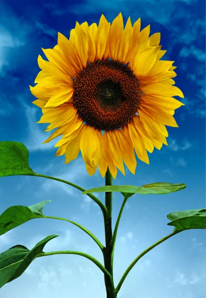Sunflowers on a background of the sky — Stock Photo, Image