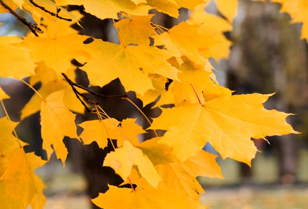 stock image Autumn