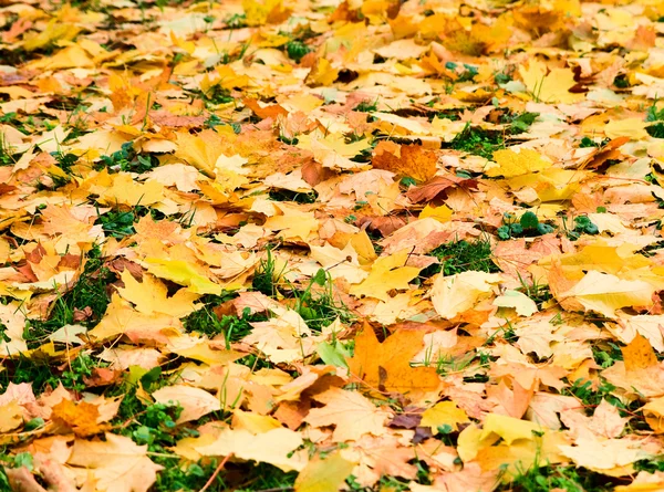 Düşen yapraklar üzerinde orman çim. Sonbahar — Stok fotoğraf