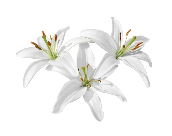 Лилии, изолированные на белом фоне — стоковое фото