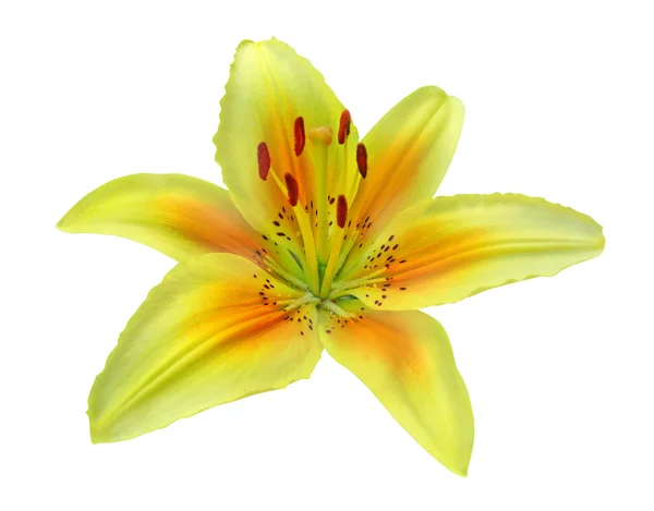 Lily, isolated on white background — Stock Photo, Image