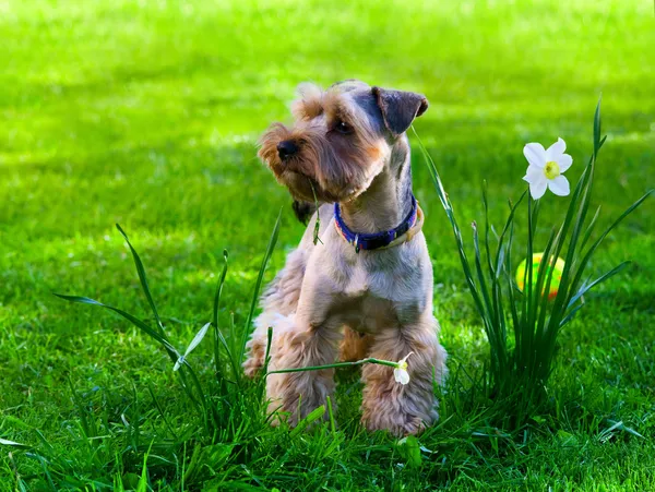 緑の草のヨークシャー テリアの子犬 — ストック写真