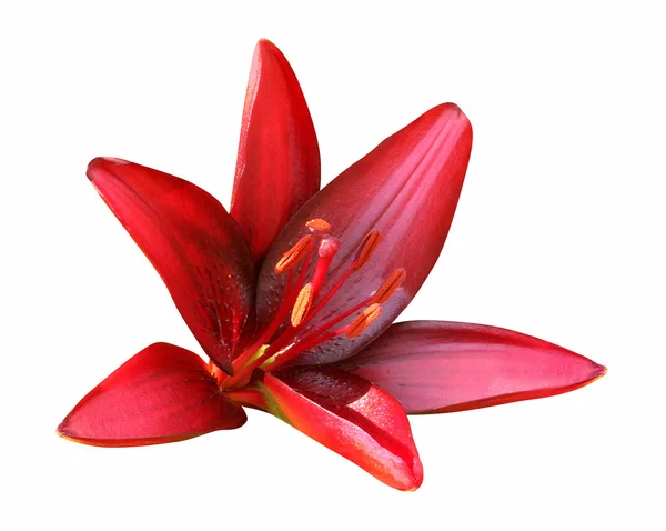 Красная Лили, изолированная на белом фоне — стоковое фото