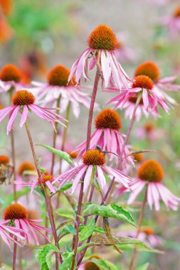 Blooming medicinal herb echinacea purp clipart