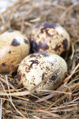 Nest rengarenk yumurtalar