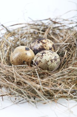 Nest rengarenk yumurtalar