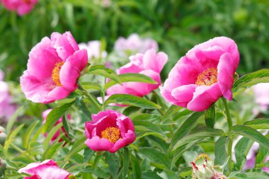 Peony in the garden clipart