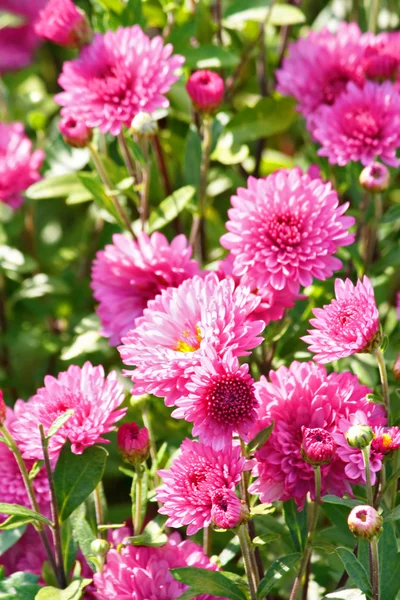 stock image Chrysanthemum flowers