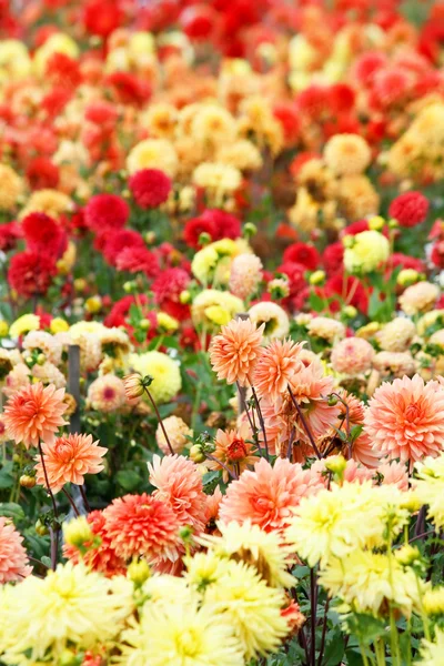 Closeup of colorful dahlias — Stock Photo, Image