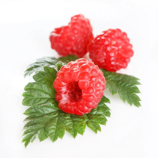 Raspberry segar — Stok Foto