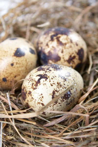 Brokiga ägg på nest — Stockfoto