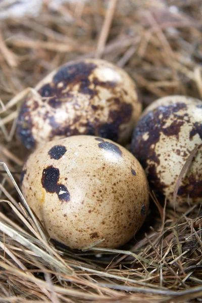 stock image Motley eggs at nest