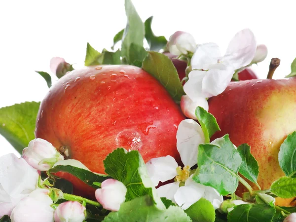 Manzanas rojas y flores blancas — Foto de Stock