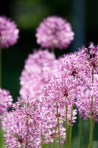 Close up van de bloemen van sommige bieslook — Stockfoto