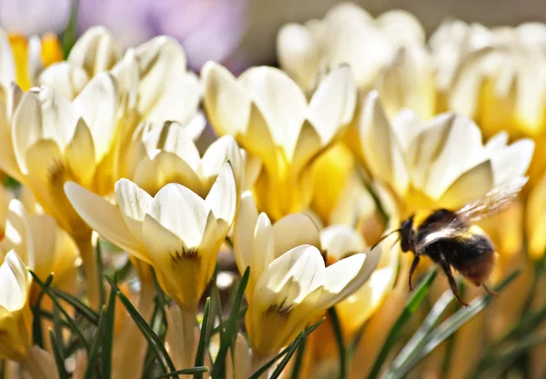 Bogaty wiosennych kwiatów — Zdjęcie stockowe