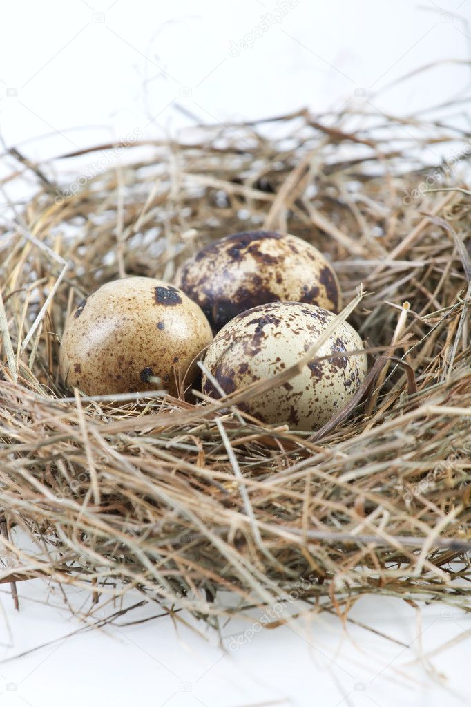 Motley eggs at nest