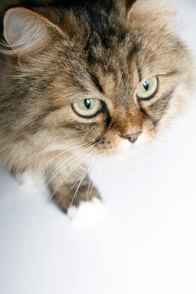Nahaufnahme Porträt der sibirischen Katze — Stockfoto