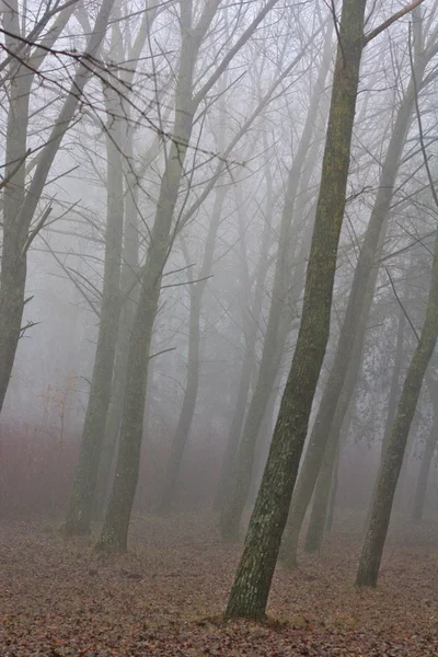 Siste ağaçlar — Stok fotoğraf