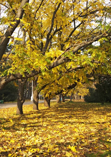 stock image Fall background