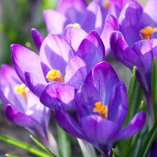 풍부한 봄 꽃 — 스톡 사진
