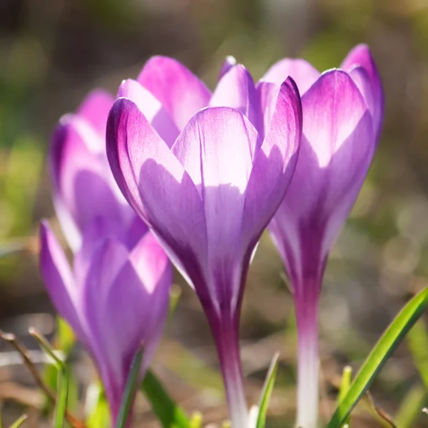 Reiche Frühlingsblumen — Stockfoto