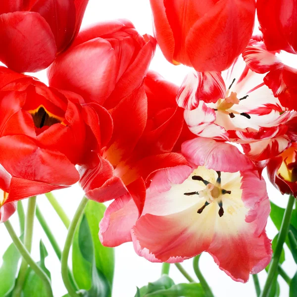 Schöne Frühlingsblumen — Stockfoto