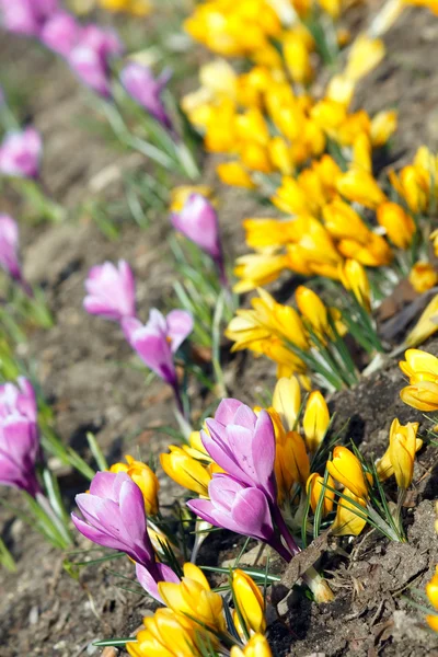 Flores de primavera ricas —  Fotos de Stock
