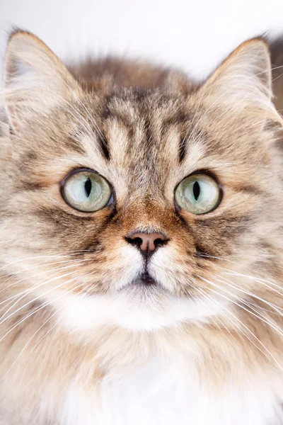Retrato de cerca del gato siberiano —  Fotos de Stock