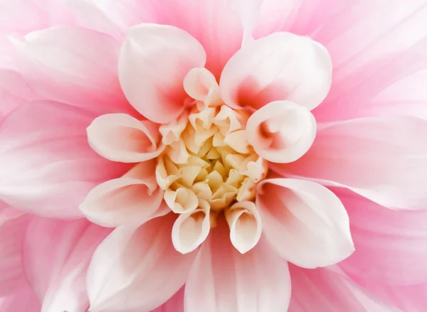 stock image Pink dahlia