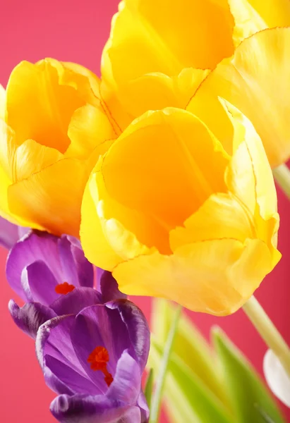 봄 꽃 — 스톡 사진