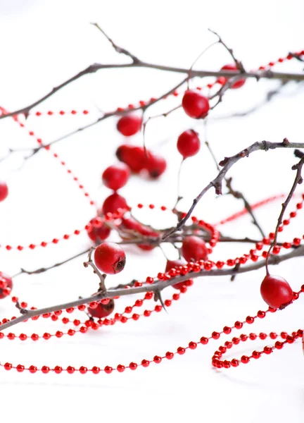 stock image Winter berries