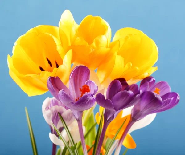 丰富的春天的花朵 — 图库照片