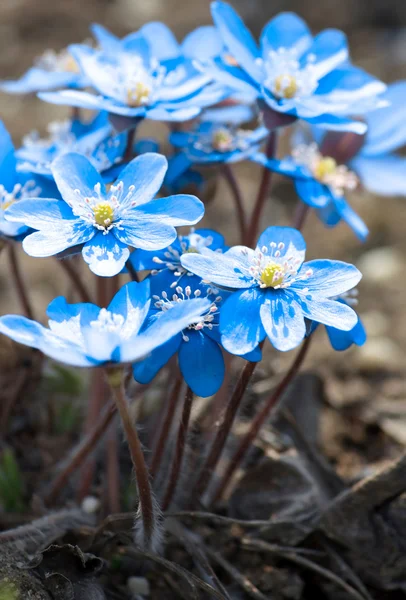 stock image Beautiful blue snowdrops