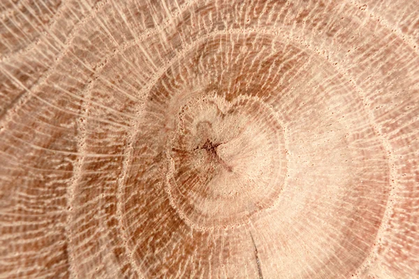 Drewniane tekstury cięcia — Zdjęcie stockowe