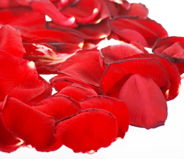红色的玫瑰花瓣 — 图库照片